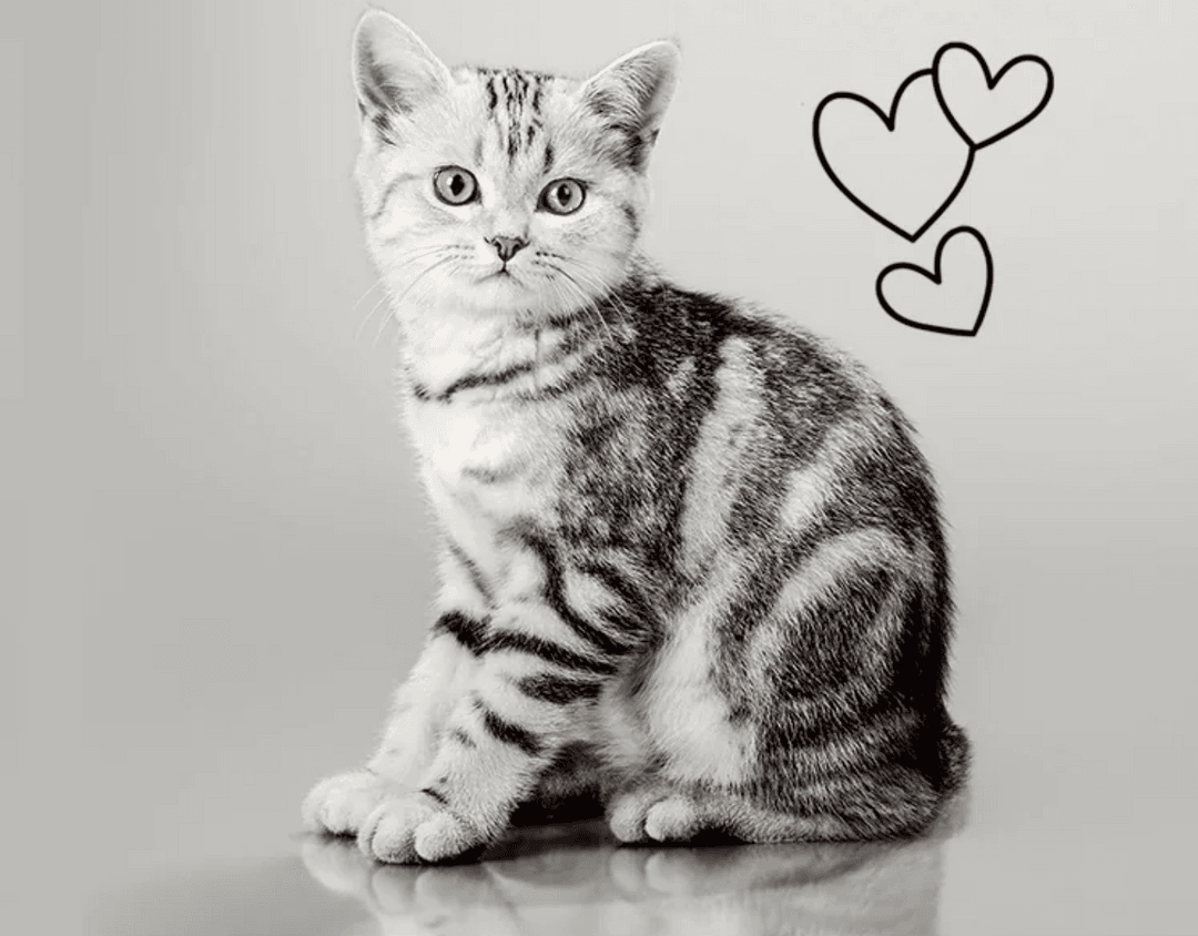 Premium Kedi Kumu