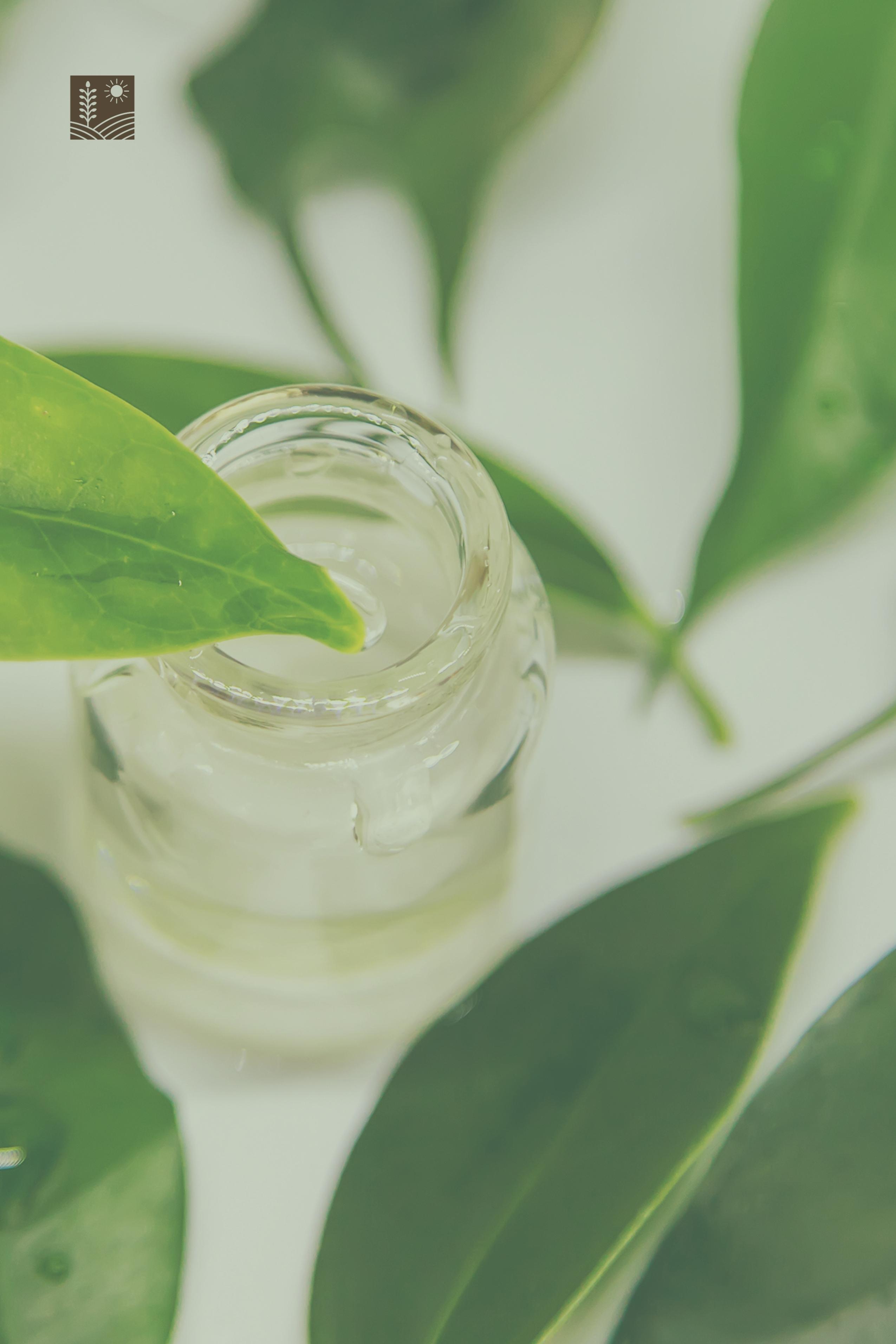 Çay Ağacı Yağı %100 Saf ve Uçucu Yağ 10 ml