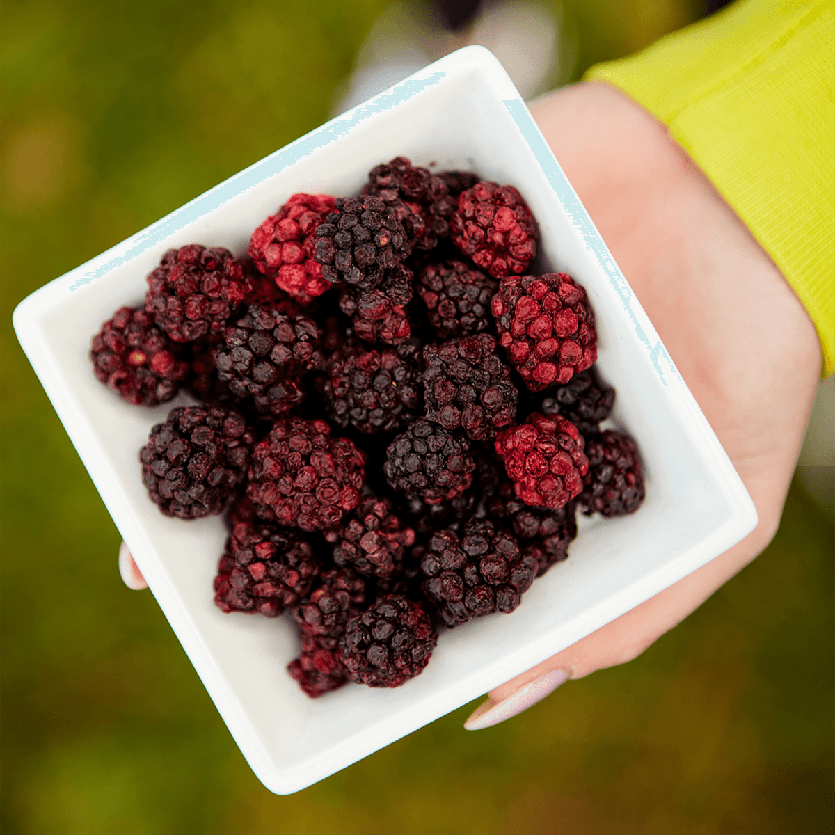 HapHug Freeze-Dried Blackberry - Triple Pack