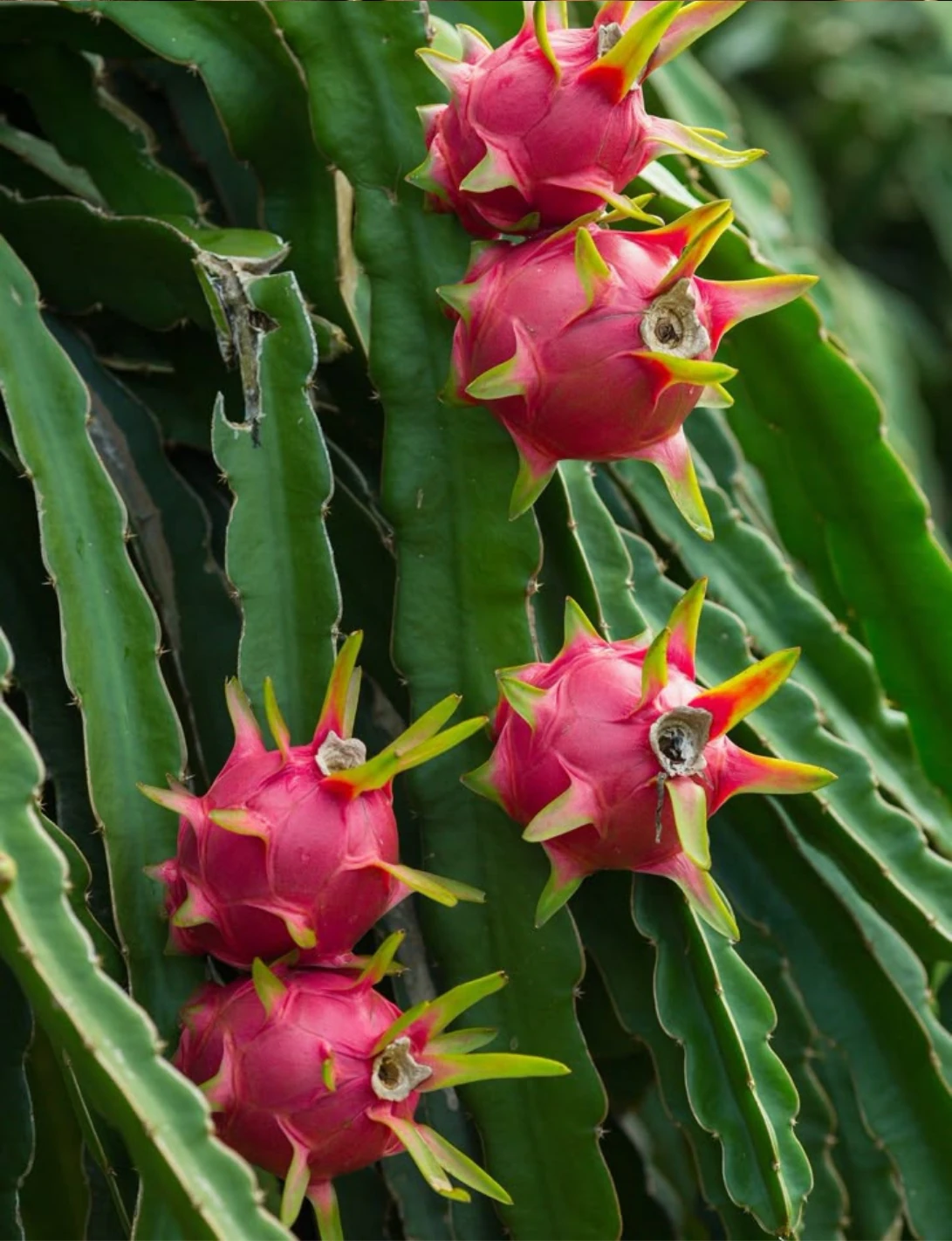 Ejder Meyvesi 1 Adet