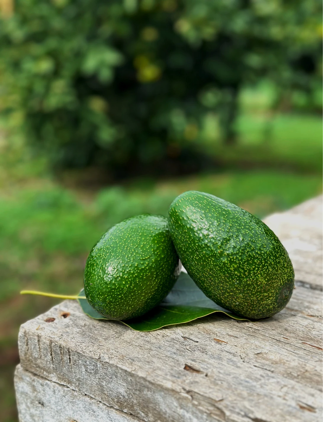 Avokado