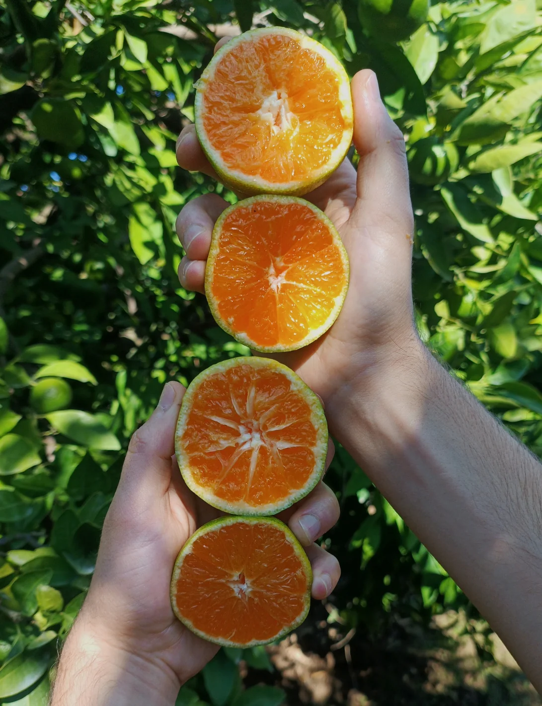 Gümüldür Mandalinası 5 Kg