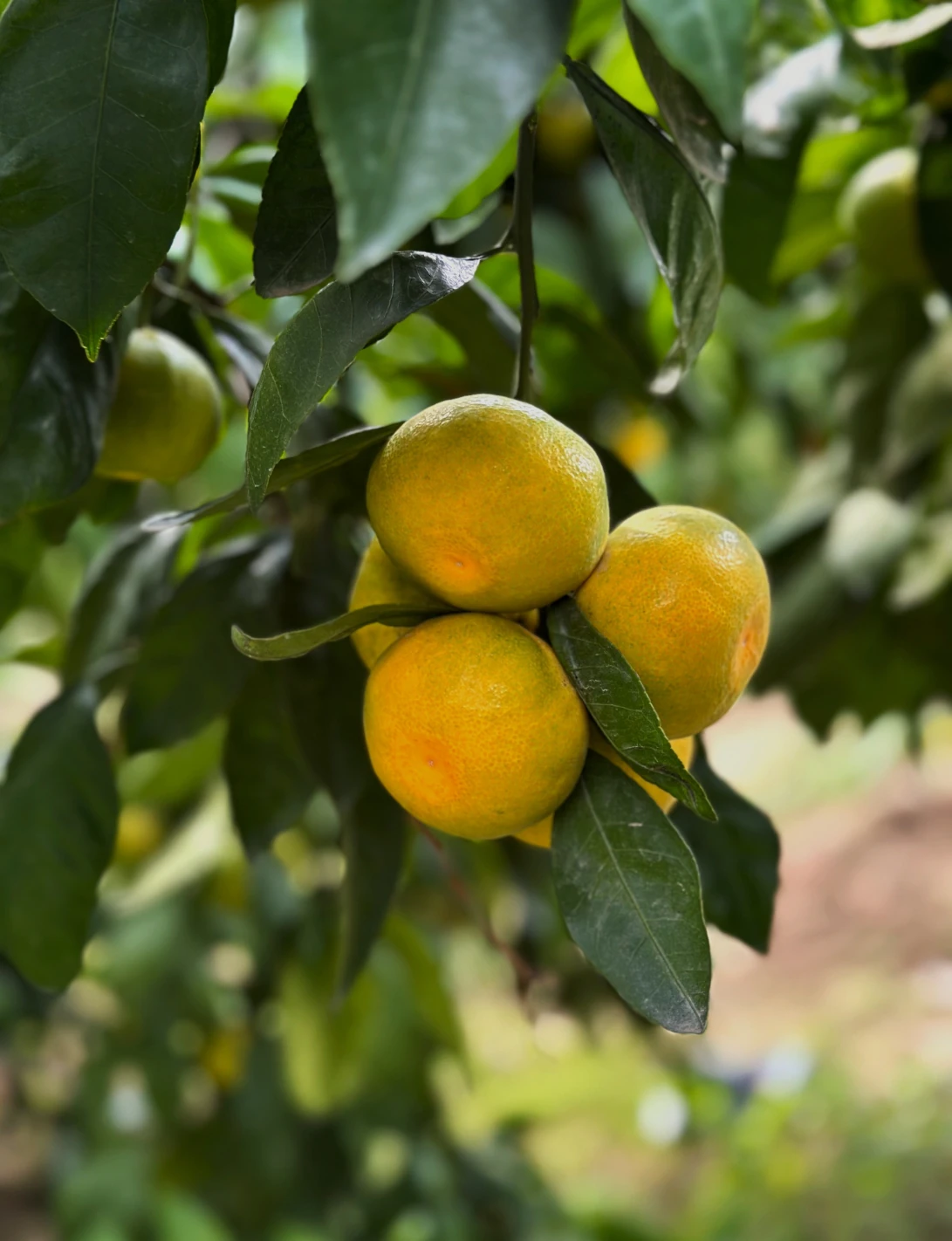 Gümüldür Mandalinası 15 Kg