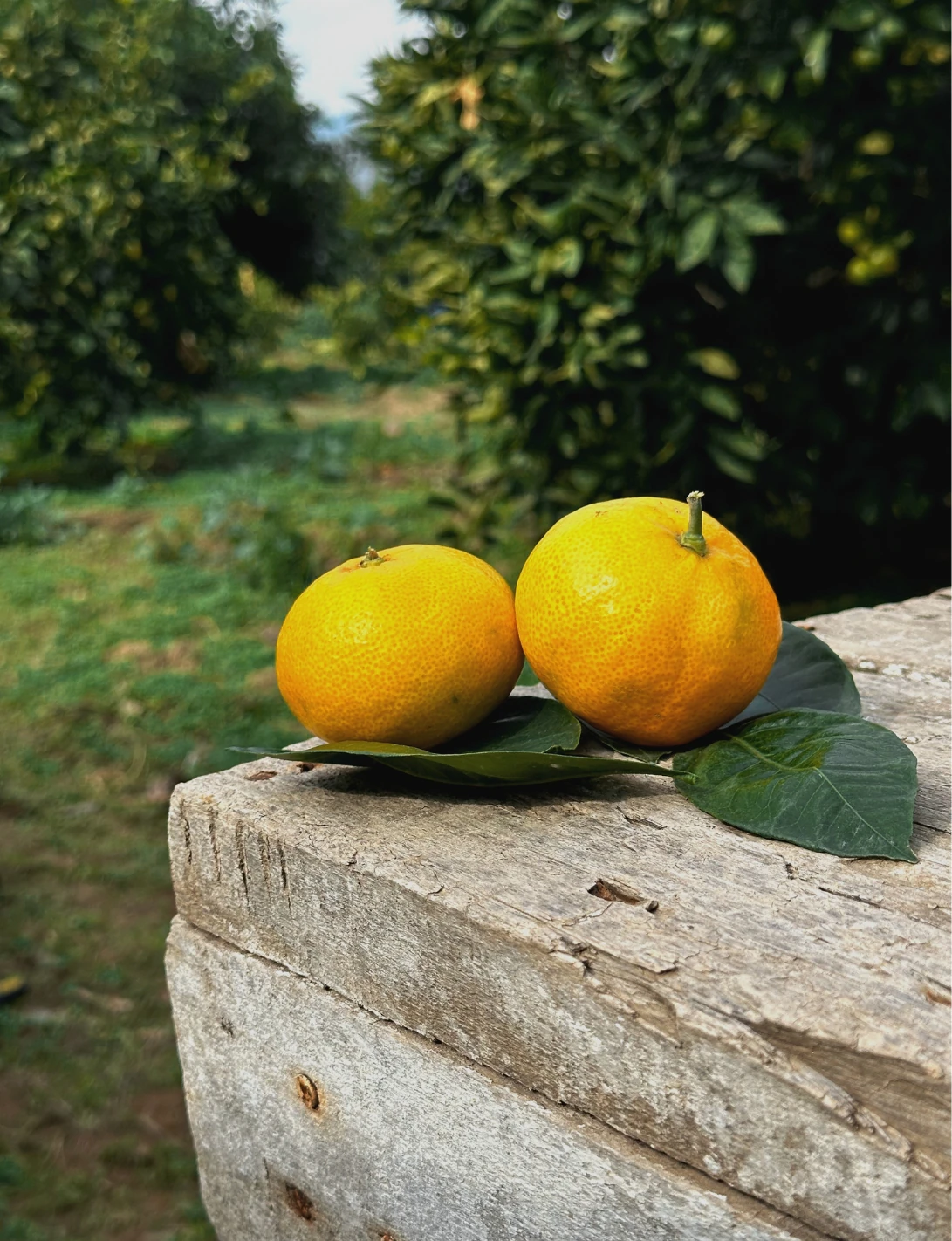 Gümüldür Mandalinası 5 Kg