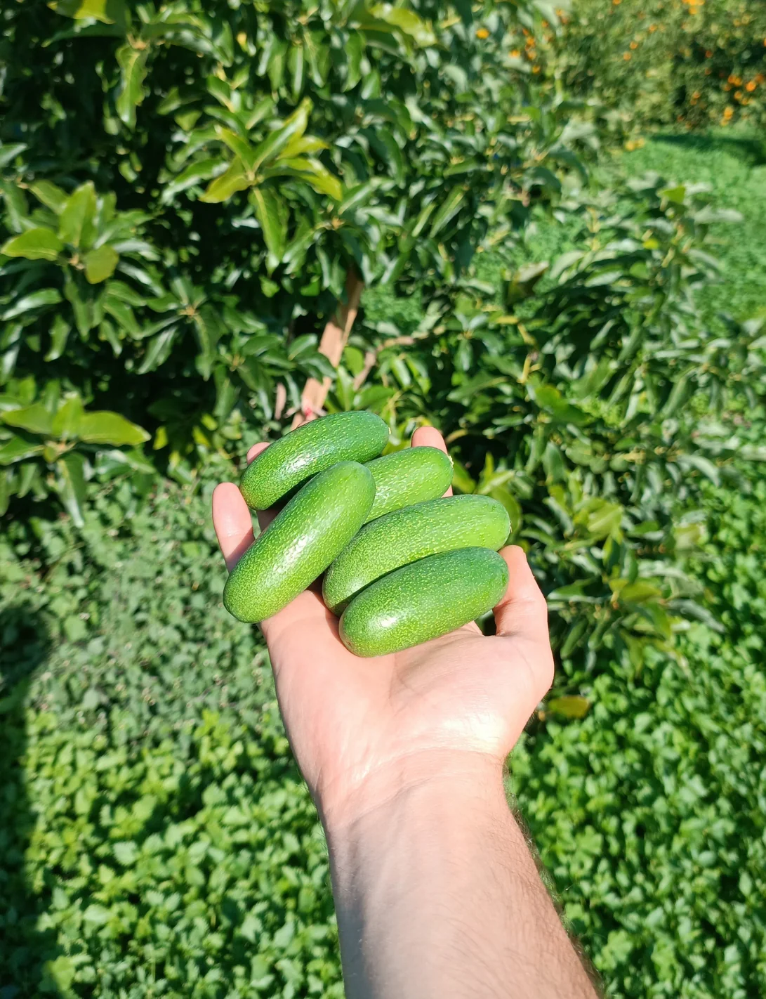 Bebek Avokado 500 Gr