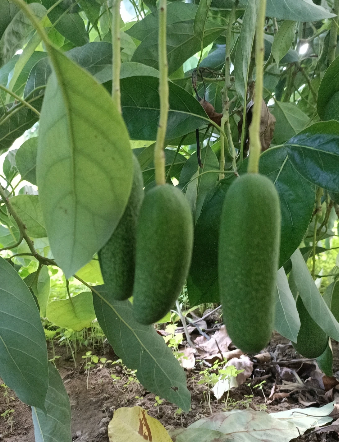 Bebek Avokado 500 Gr