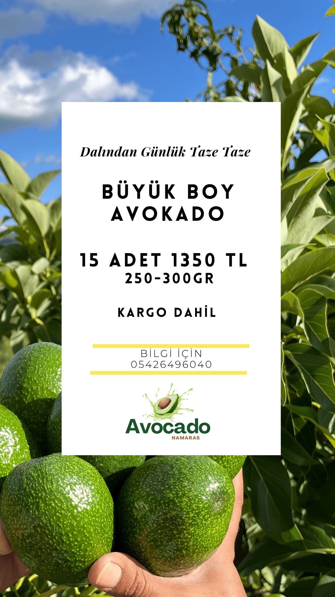 15'Lİ JUMBO BOY AVOKADO PAKETİ