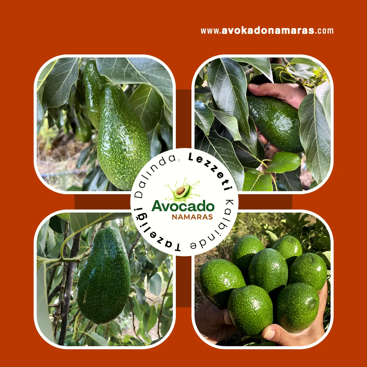 24'LÜ ORTA BOY AVOKADO NAMARAS