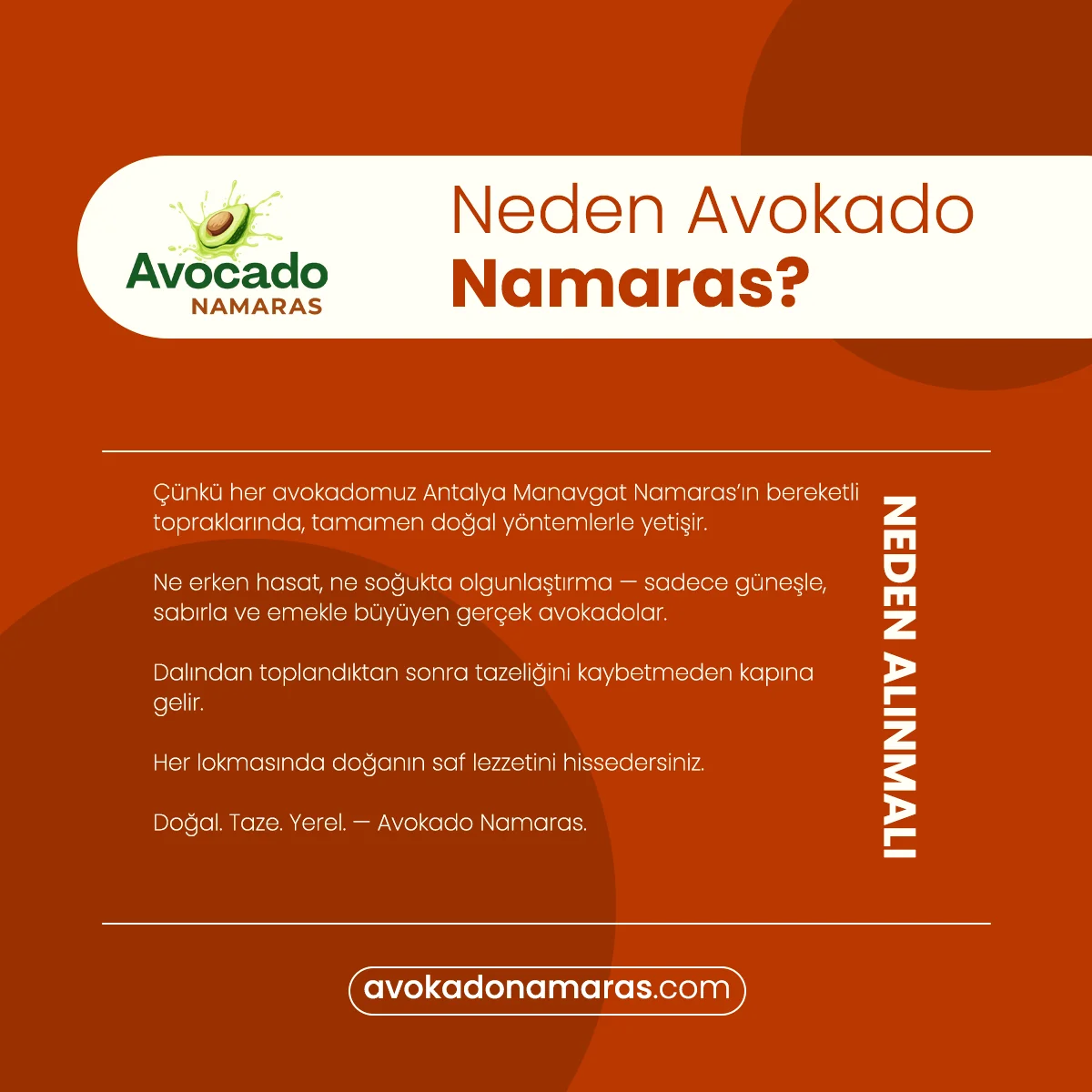 ADET ORTA BOY AVOKADO NAMARAS