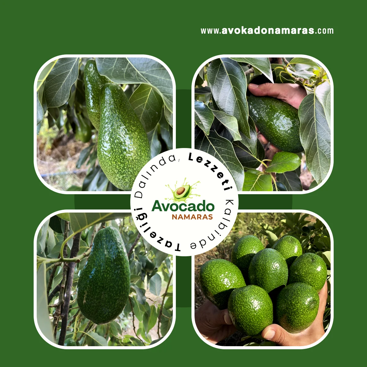 ADET JUMBO BOY AVOKADO NAMARAS