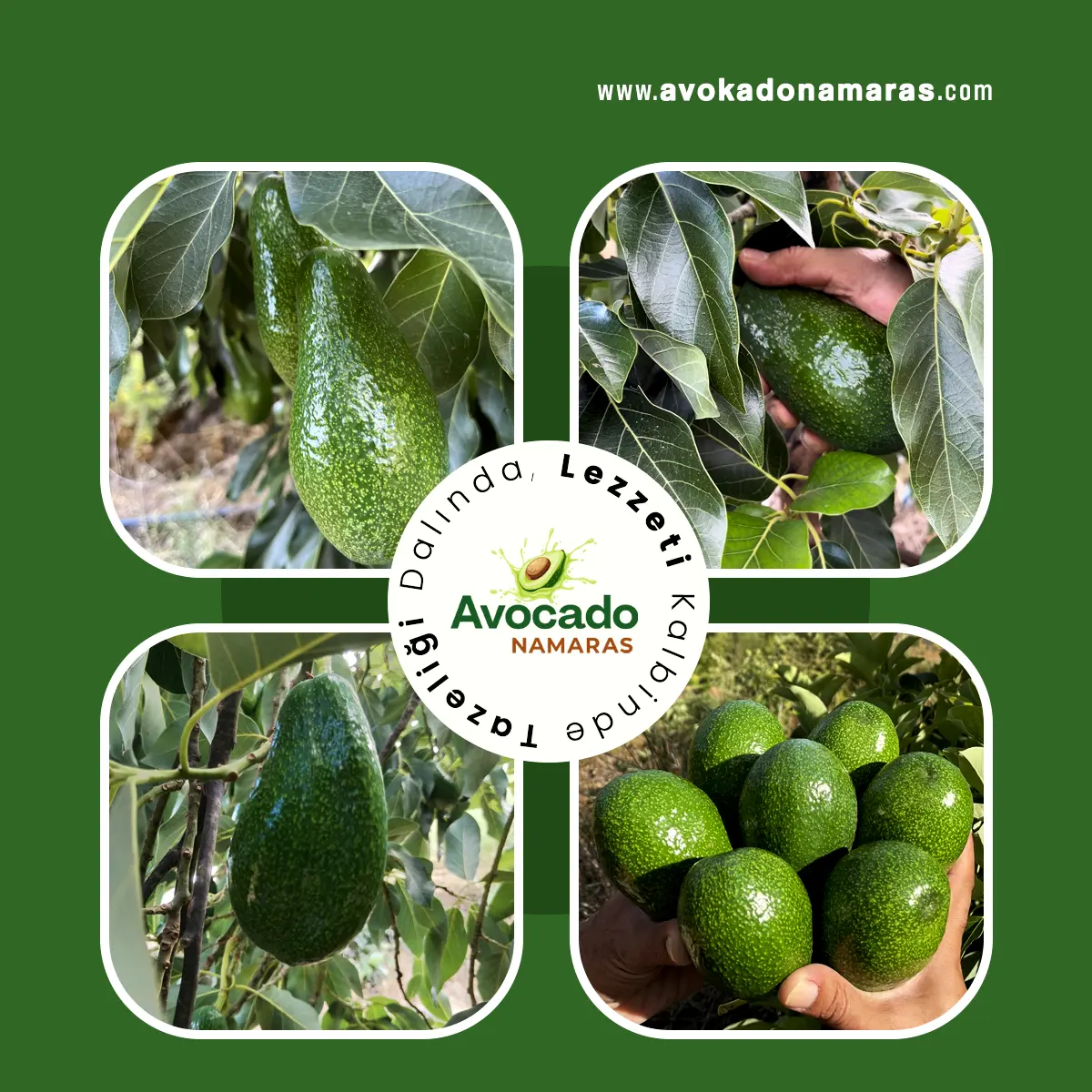 12'Lİ JUMBO PAKET AVOKADO NAMARAS