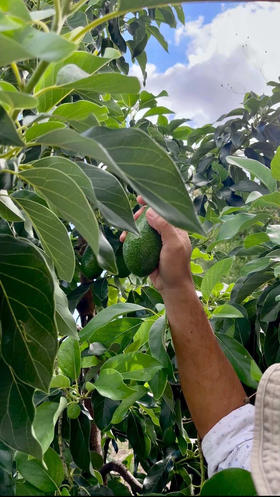 24’lü Avokado Paketi SEPETTE %10 İNDİRİM 1.727,99 TL