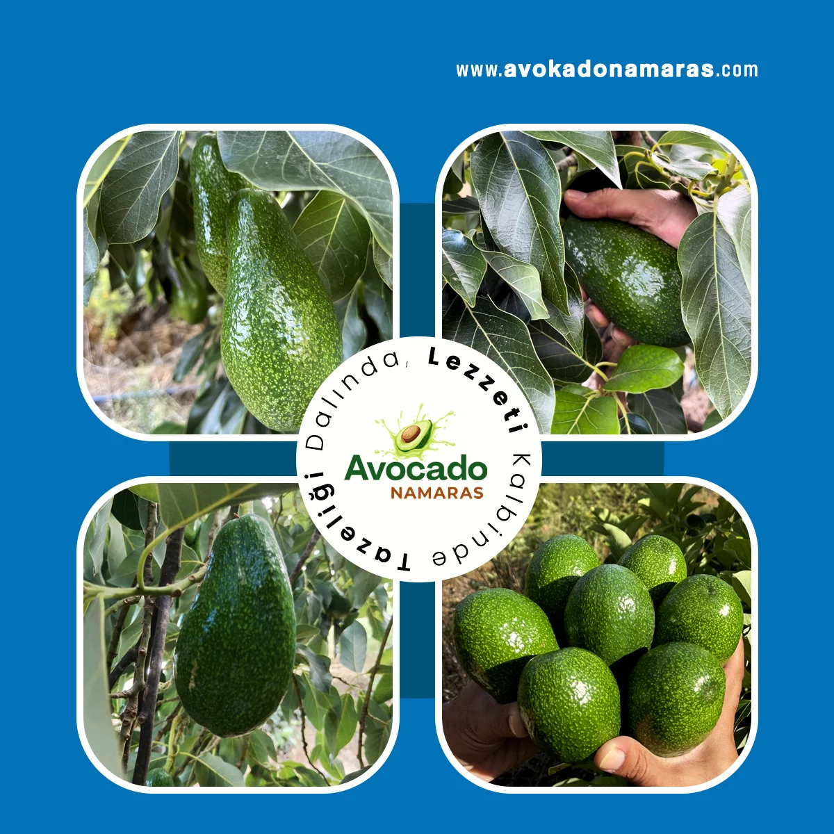 ADET BÜYÜK BOY AVOKADO NAMARAS