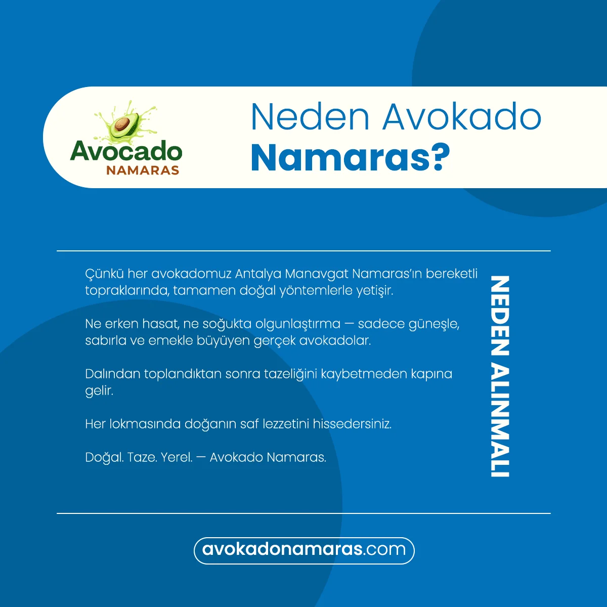 12'Lİ BÜYÜK BOY AVOKADO NAMARAS