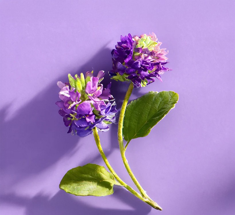 Retinol'e Bitkisel Alternatif: BAKUCHIOL