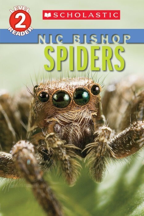Spiders