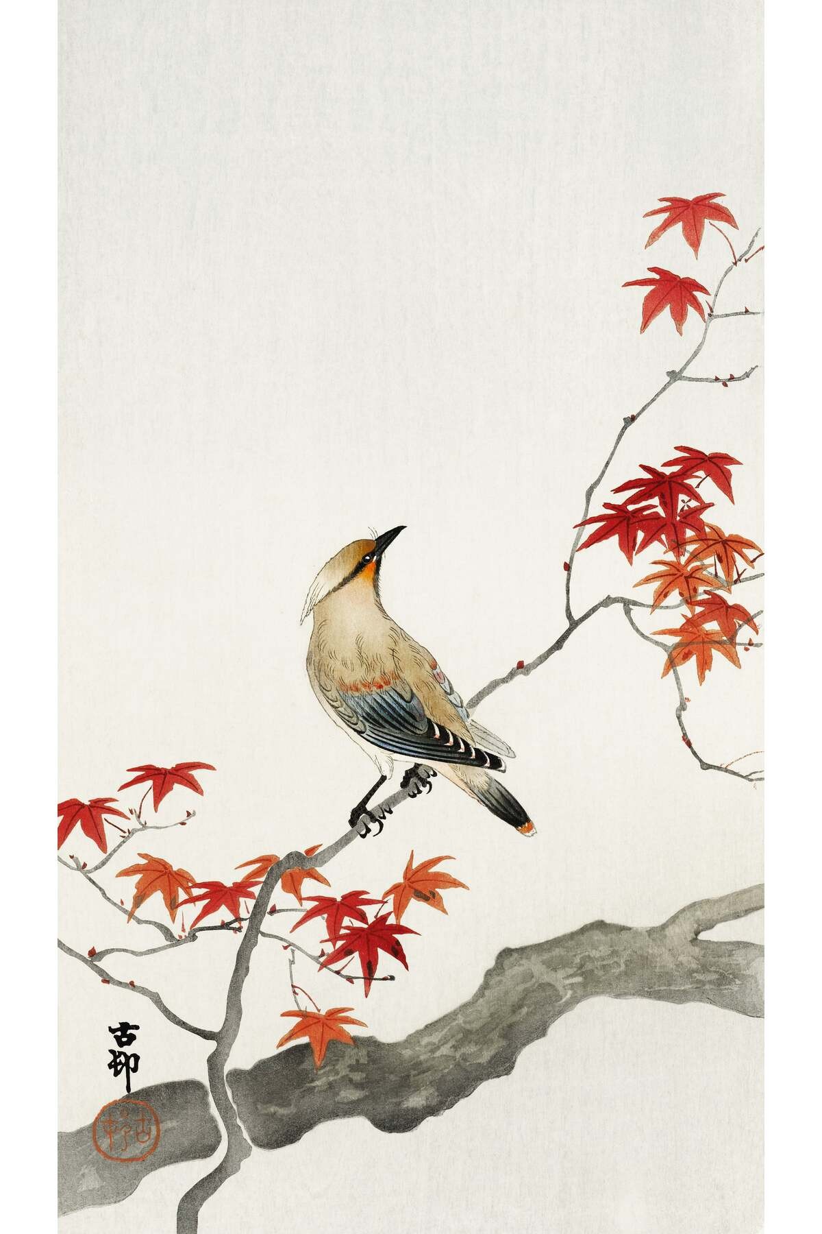 Ohara Koson Plague Bird On Maple (1900-1936) N18 ÇERÇEVESİZ Poster Japon Sanatı Klasikler