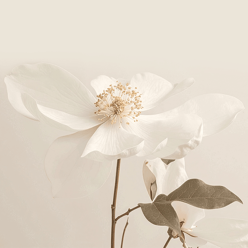 Rosa Canina