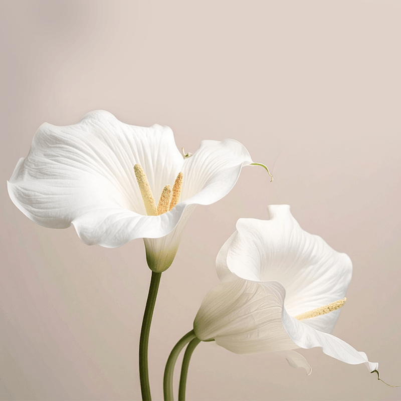 Arum Lily