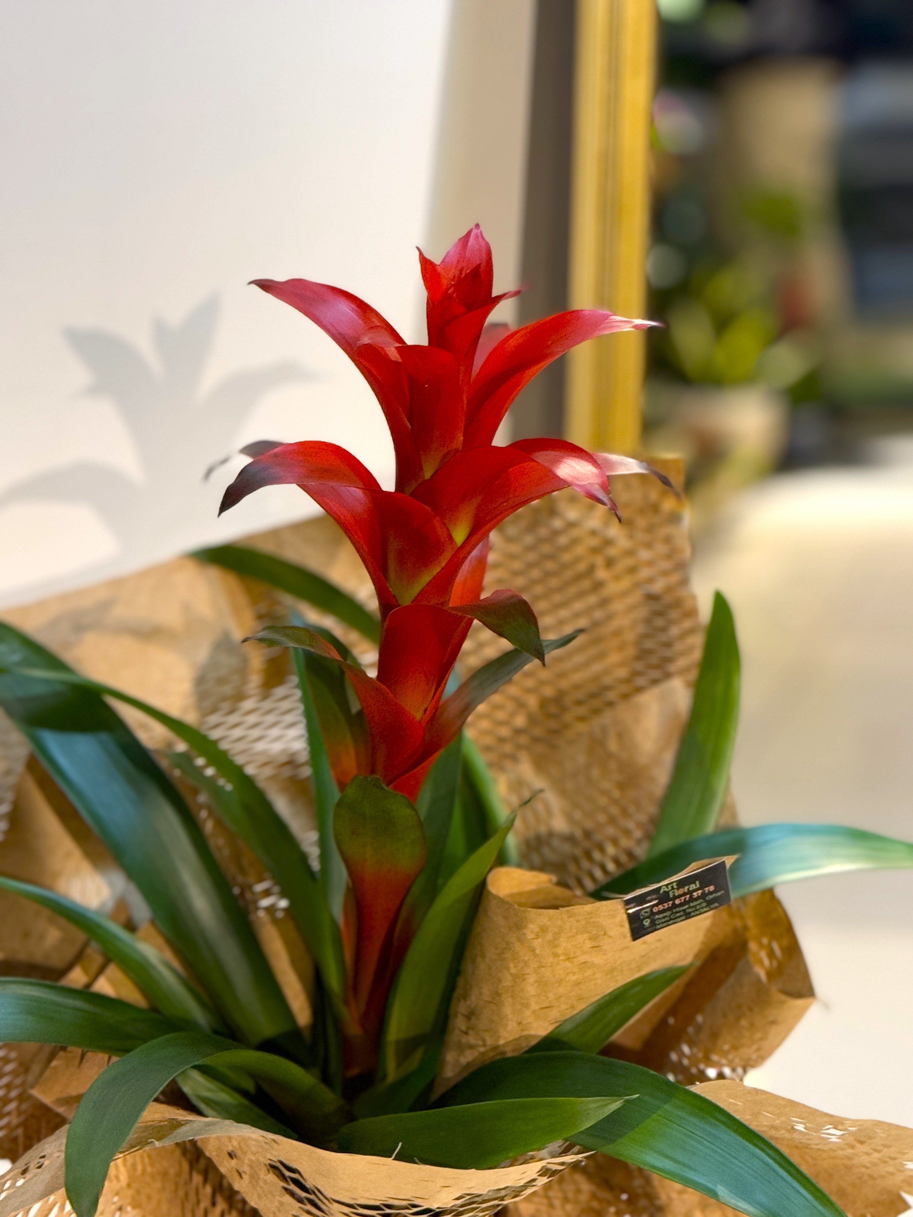 Kırmızı Guzmanya (Guzmania)