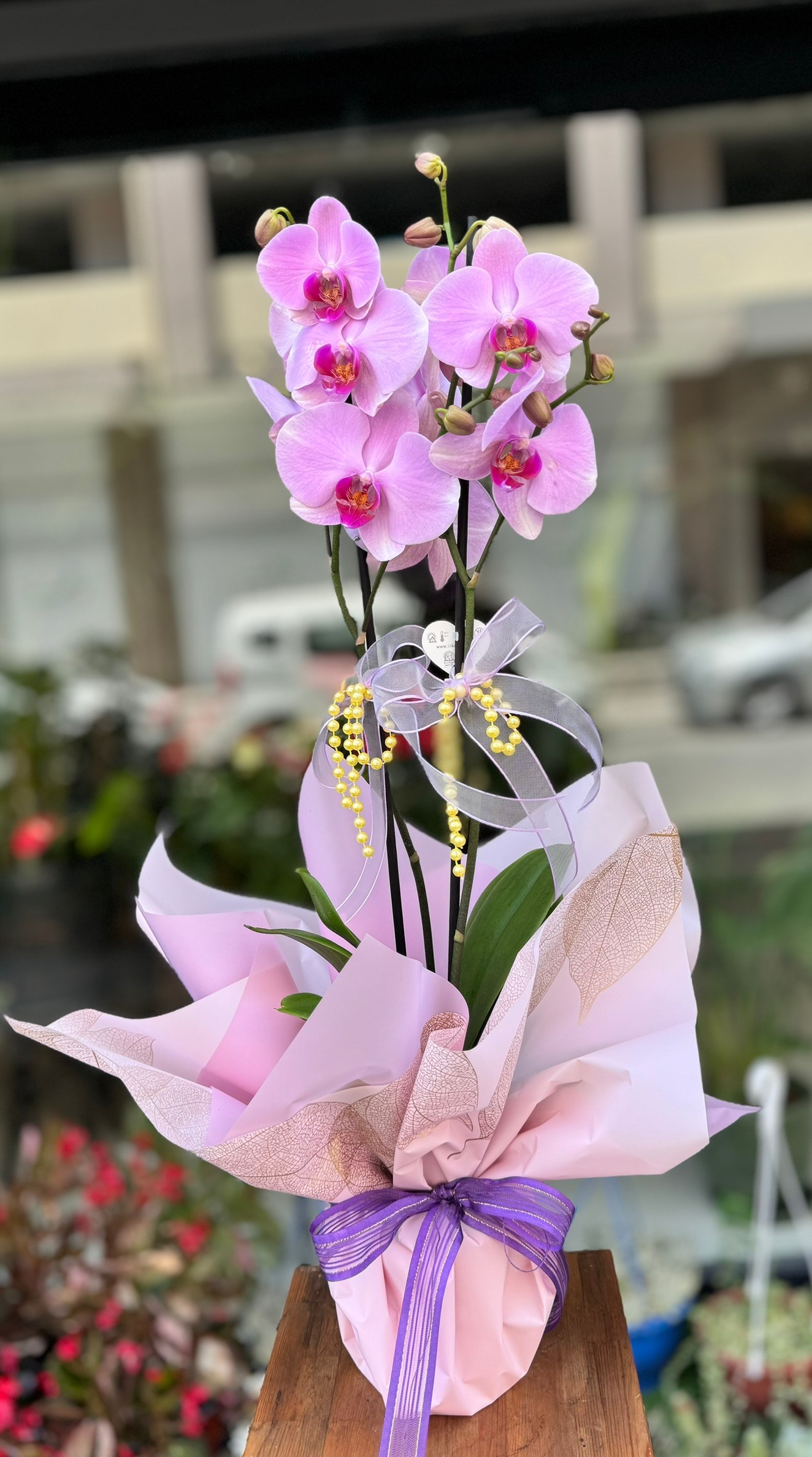 Poli Pembe Orkide 2 Dallı 
