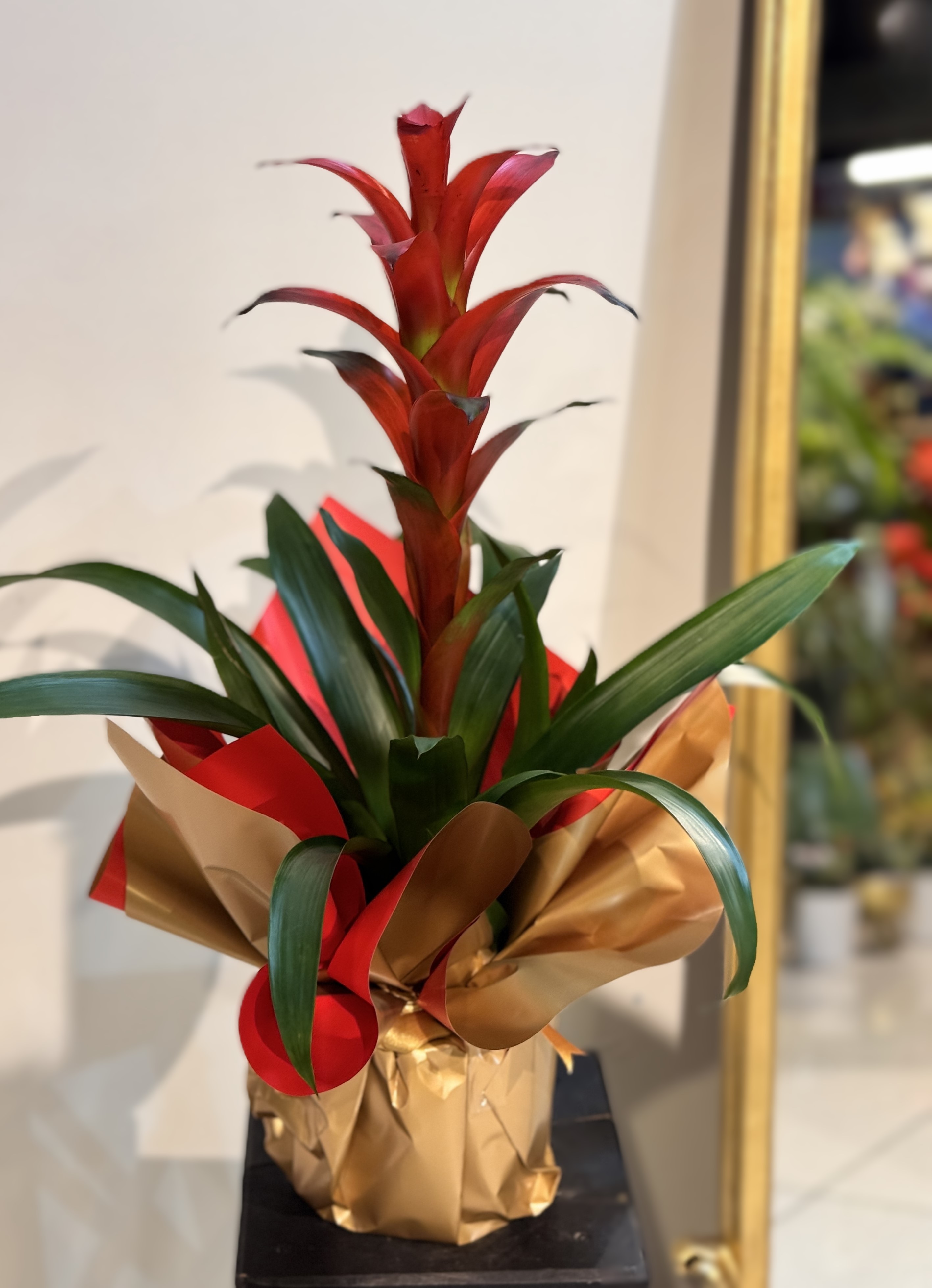 Kırmızı Guzmanya (Guzmania)