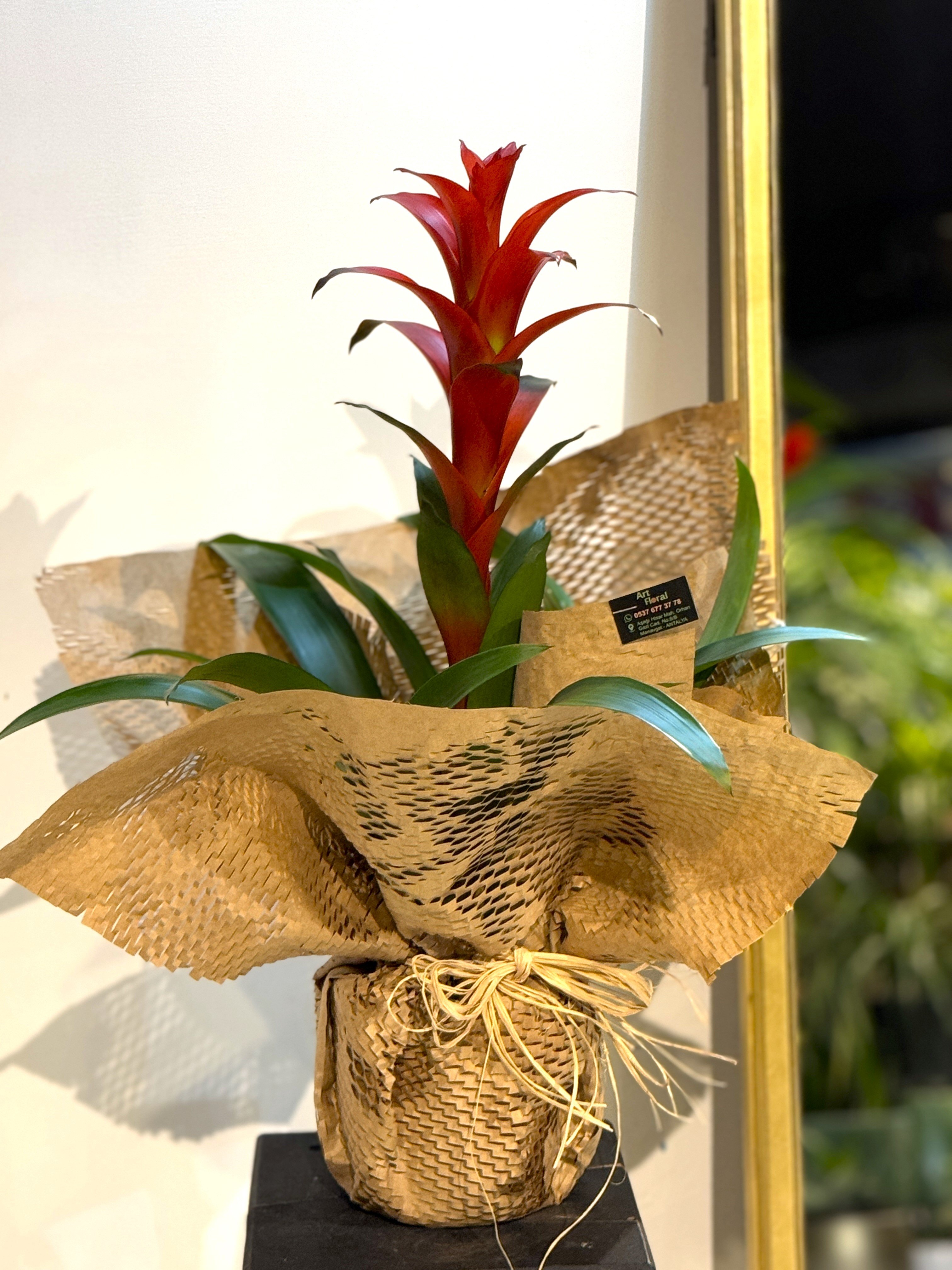Kırmızı Guzmanya (Guzmania)