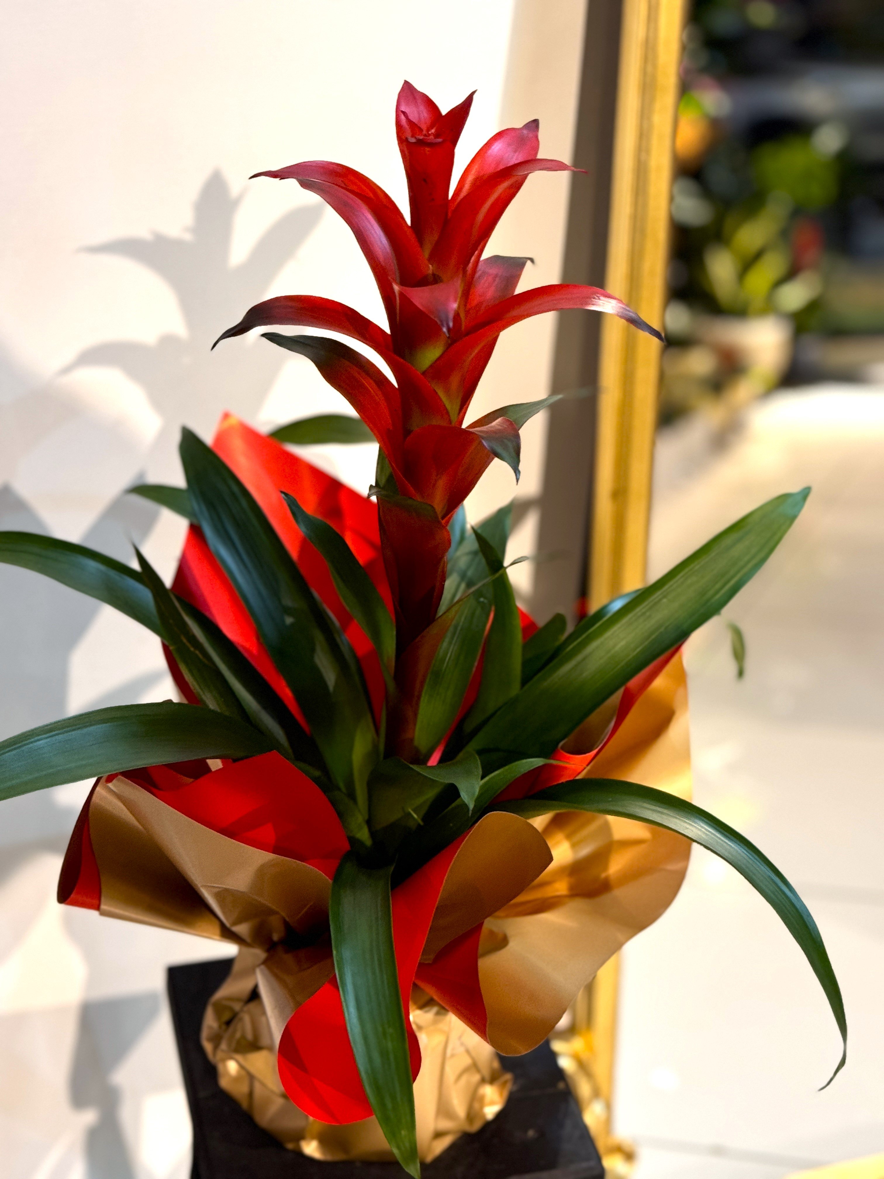 Kırmızı Guzmanya (Guzmania)