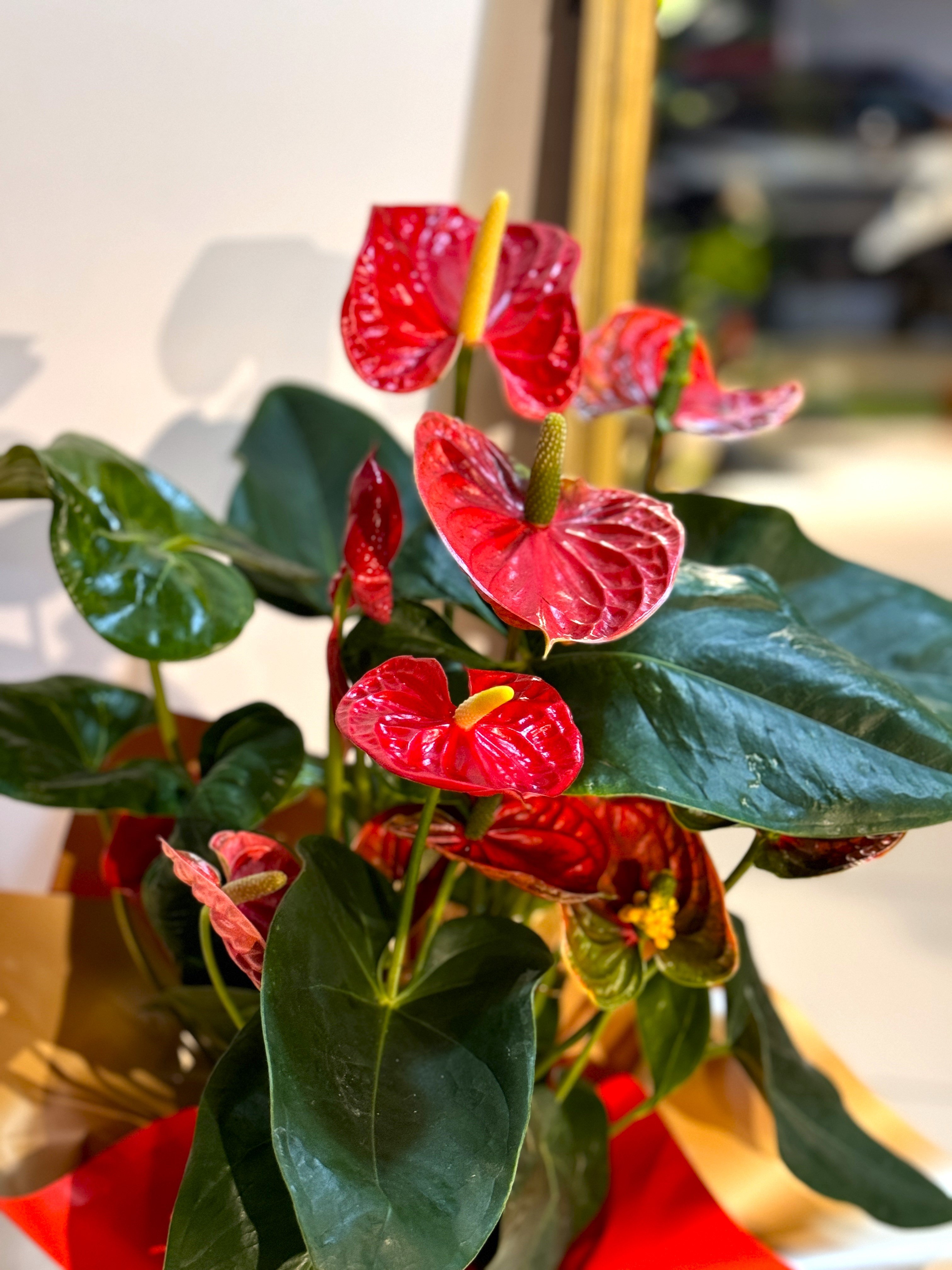 Kırmızı Antoryum (Anthurium )