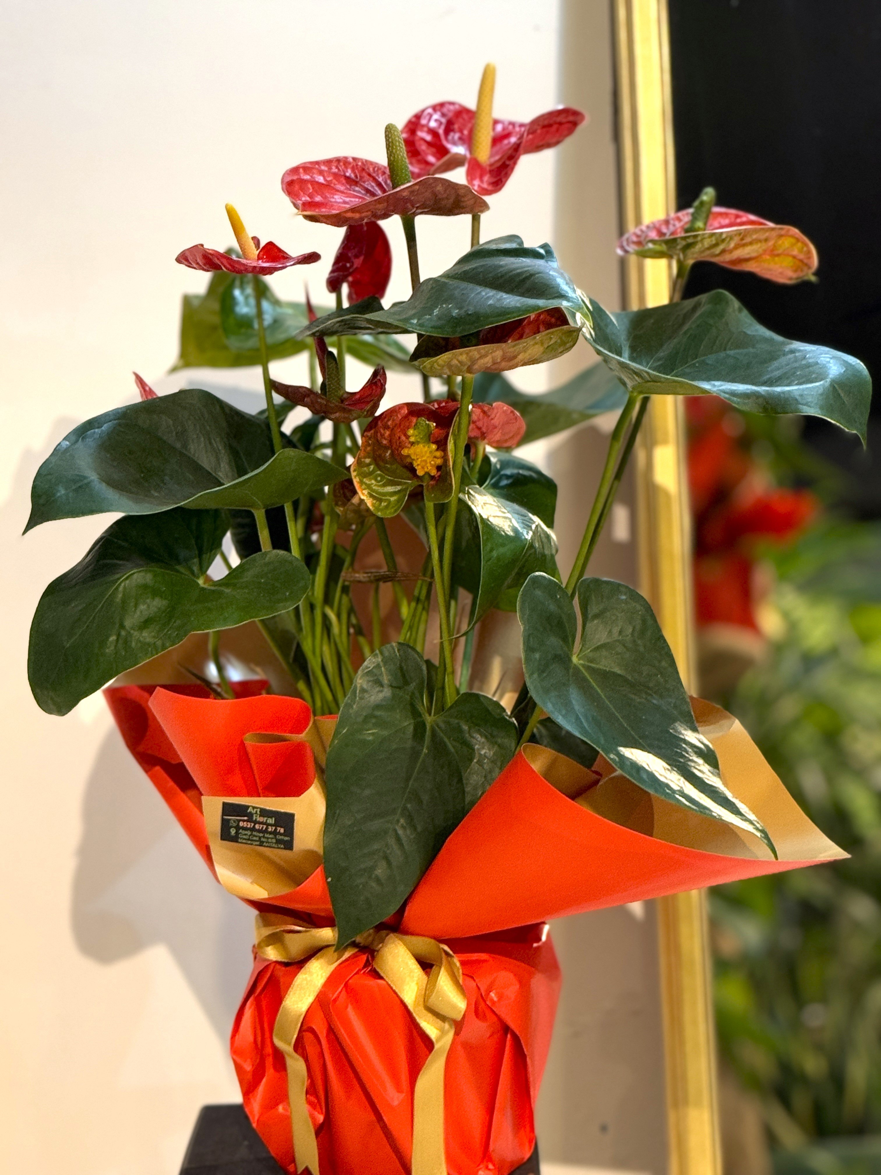 Kırmızı Antoryum (Anthurium )