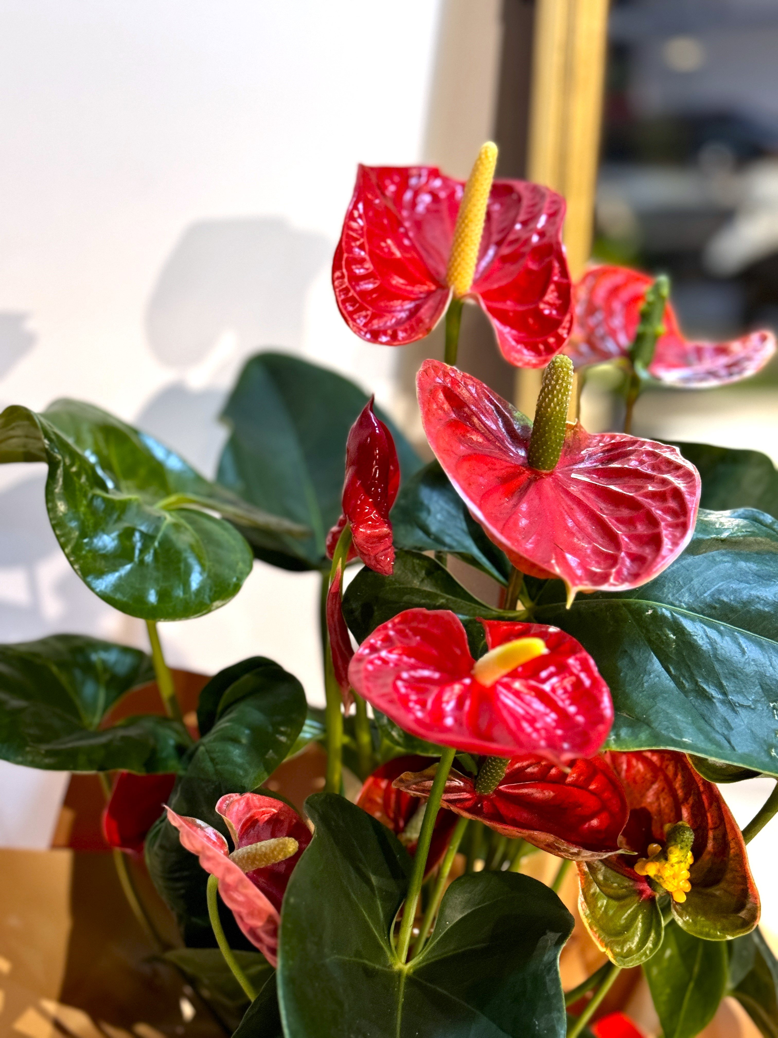 Kırmızı Antoryum (Anthurium )