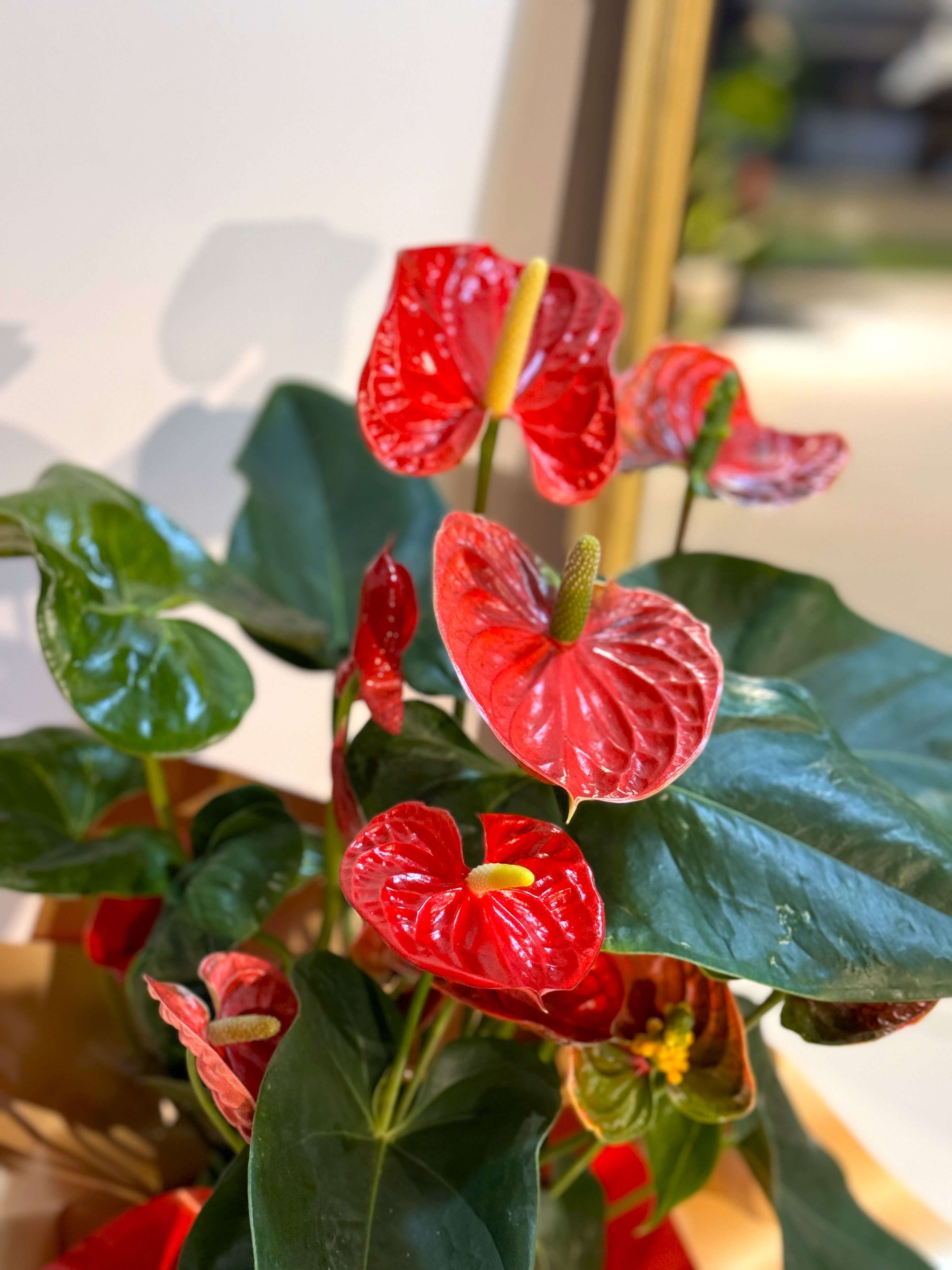 Kırmızı Antoryum (Anthurium )