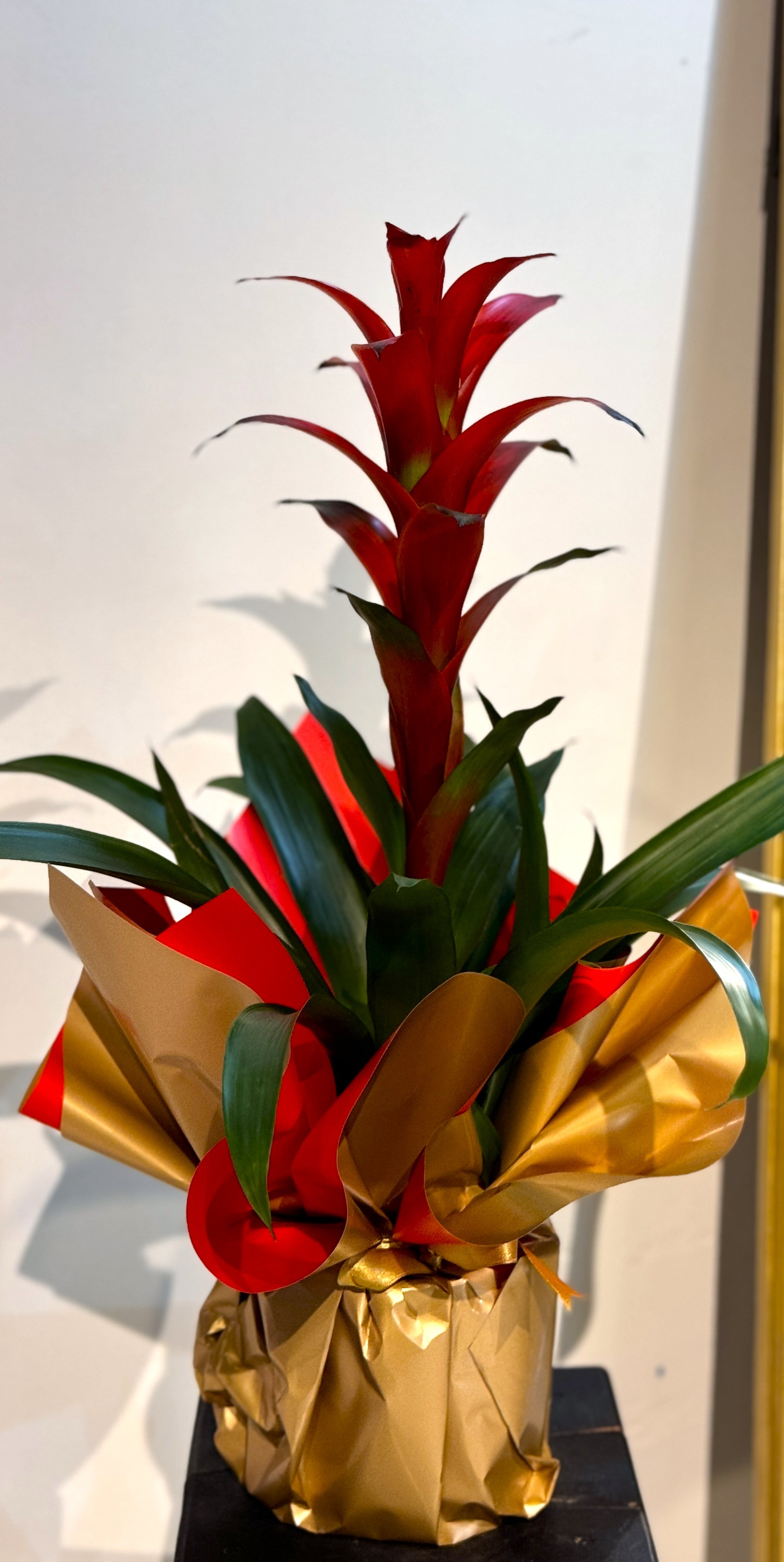 Kırmızı Guzmanya (Guzmania)