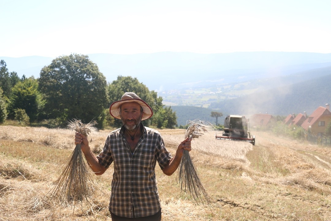 Siyez Buğdayı: Anadolu Topraklarının Armağanı