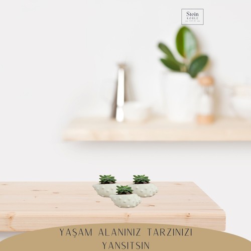 Stein Kohle Dekoratif Saksı Minik Kaktüs Saksısı Deniz Kabuğu Model