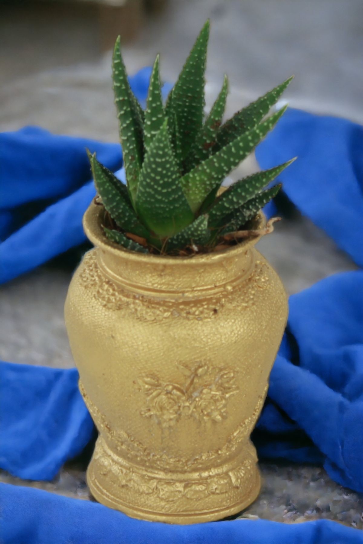Altın thumbnail image