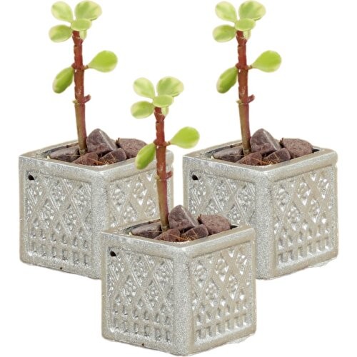 Stein Kohle Dekoratif Saksı Minik Kaktüs Saksısı Mini Kare Model