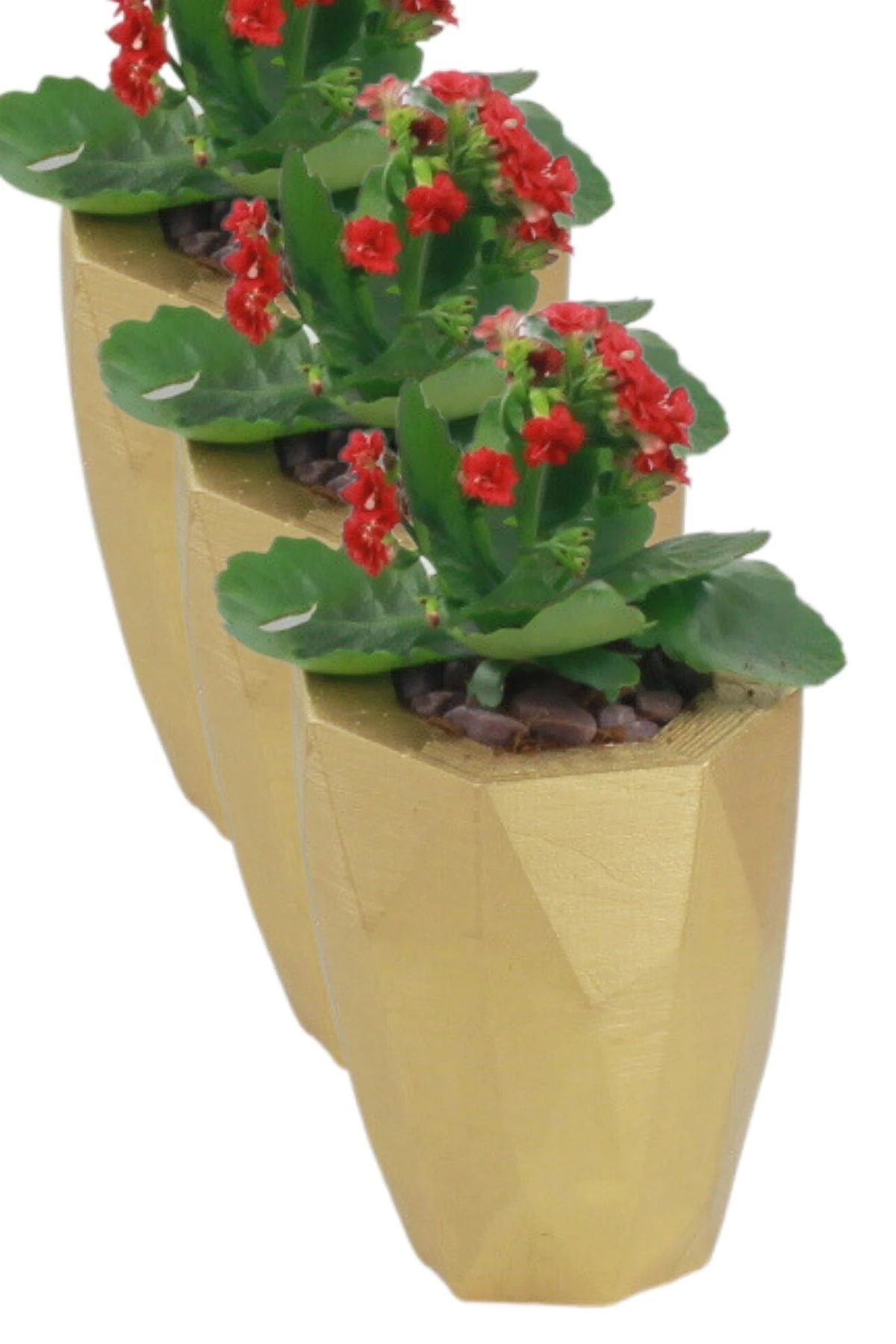 Altın thumbnail image