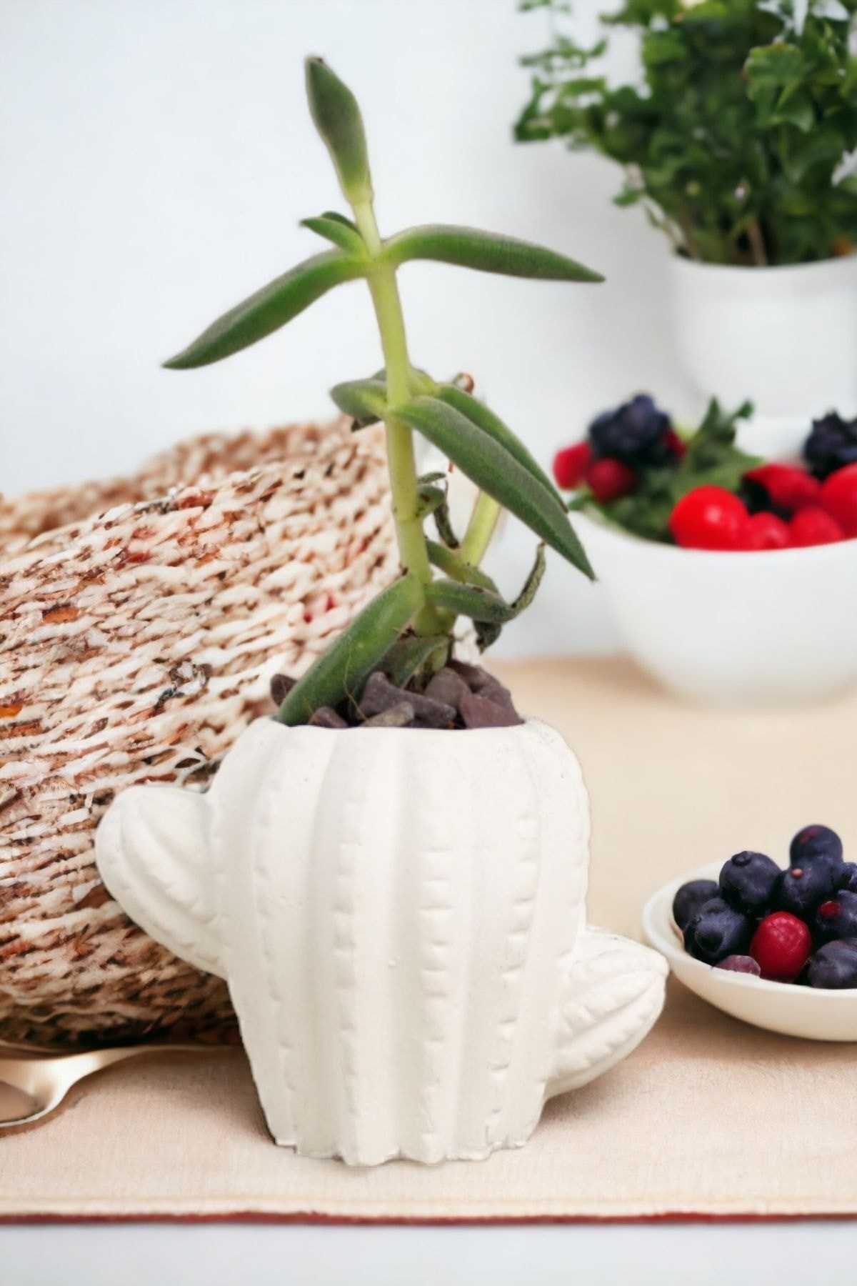 Premium Saksı Minyatür Dekoratif Kaktüs Sukulent Saksısı Model 11