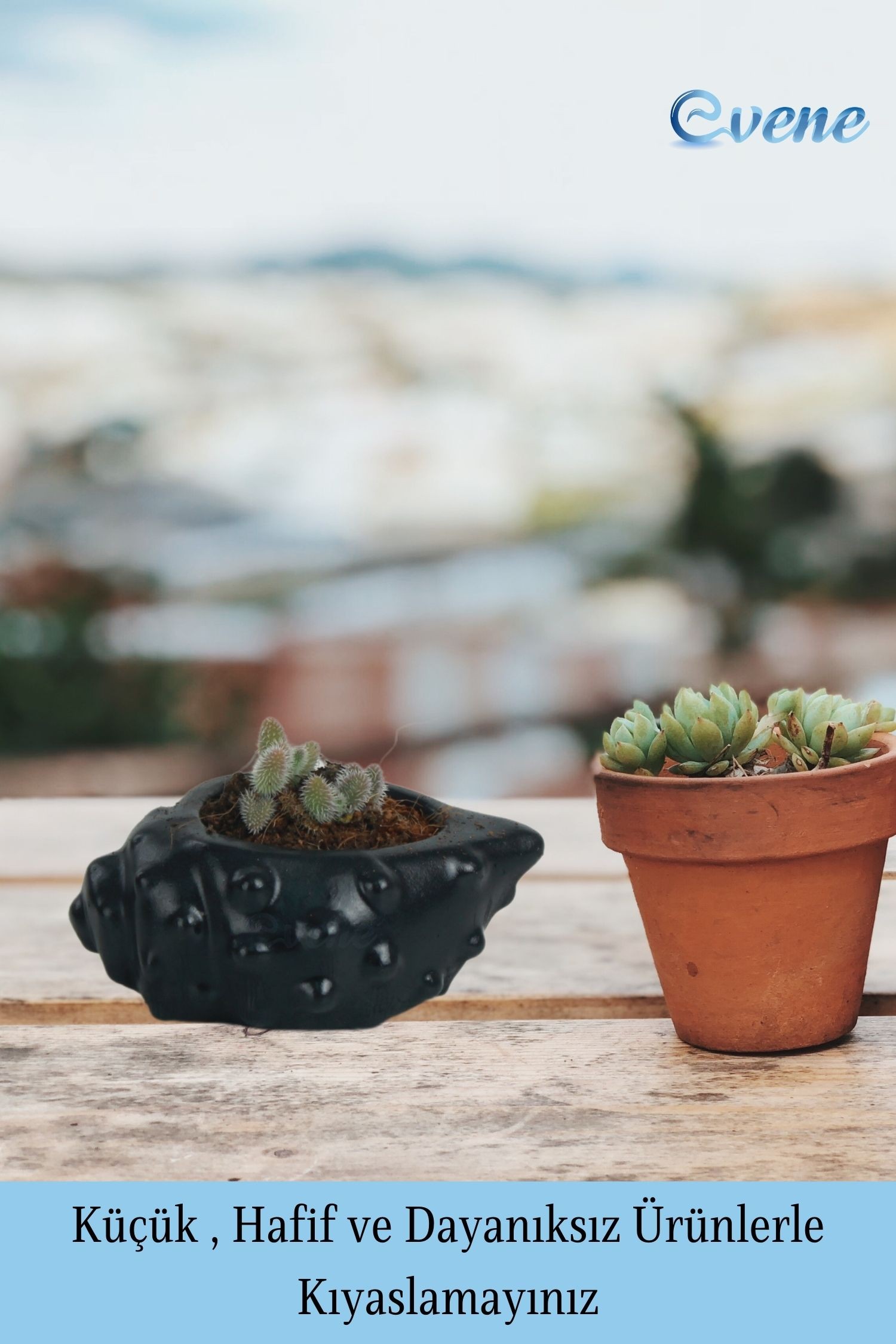 Mini Çiçek Saksısı Küçük Sukulent Siyah Kaktüs Saksı Deniz Kabuğu Model