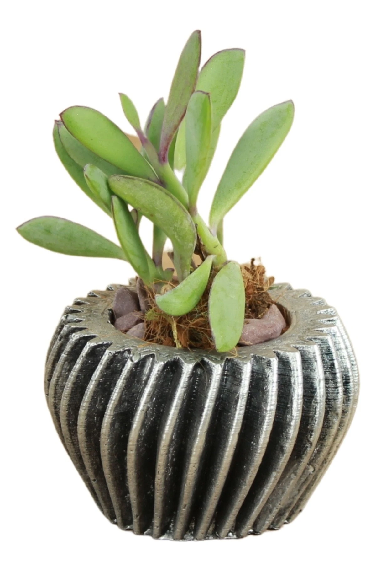 GÜMÜŞ ESKİTME thumbnail image