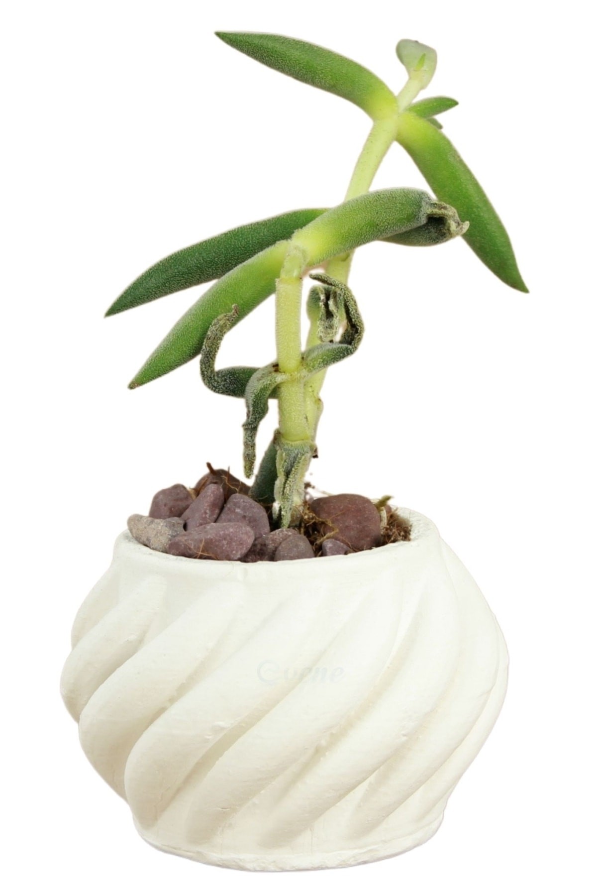 Mini Çiçek Saksı Küçük Sukulent Beyaz Kaktüs Saksısı Kalın Çizgili Spiral Model
