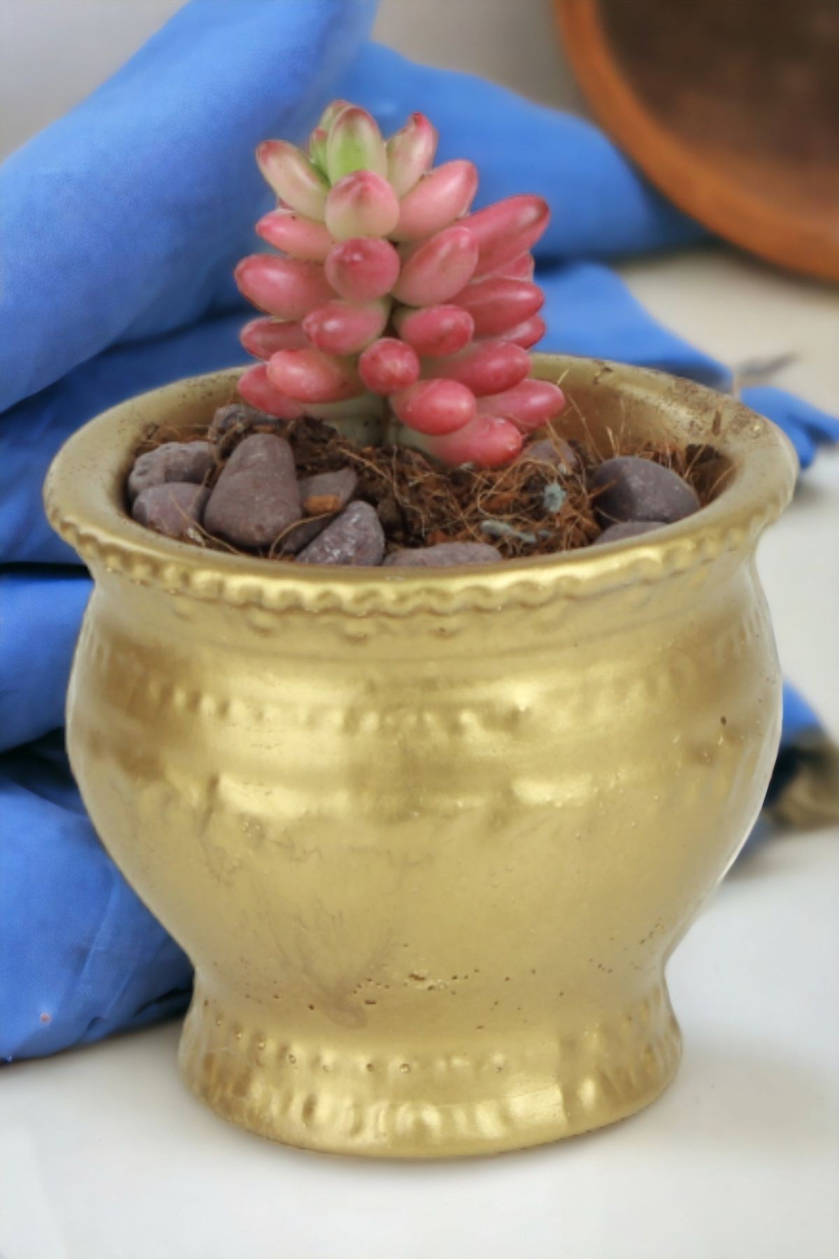 Altın thumbnail image