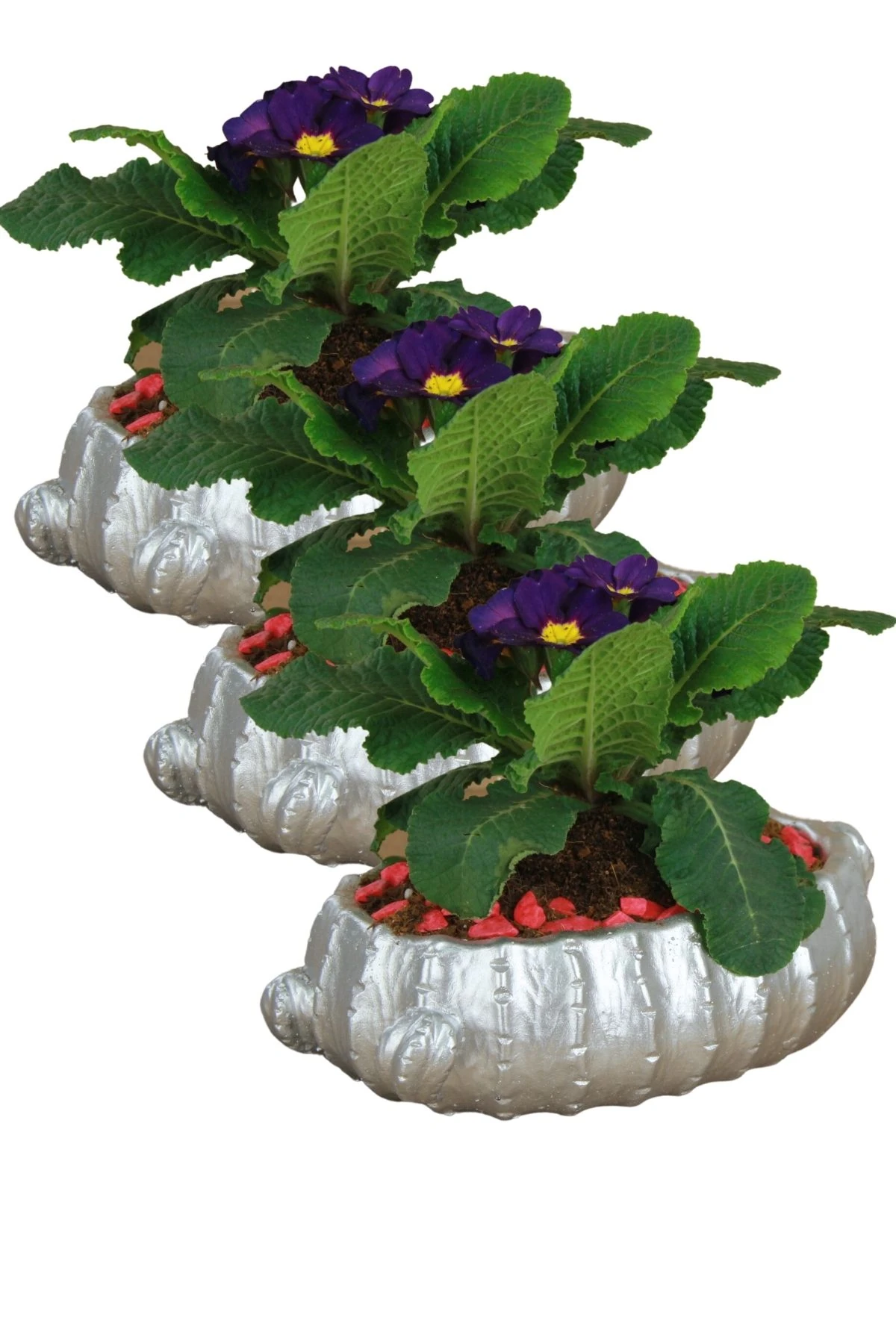 Gümüş thumbnail image