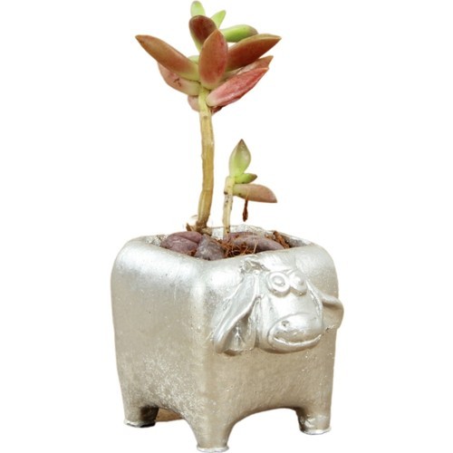 Dekoratif Saksı Minik Kaktüs Saksısı Mini Inek Model