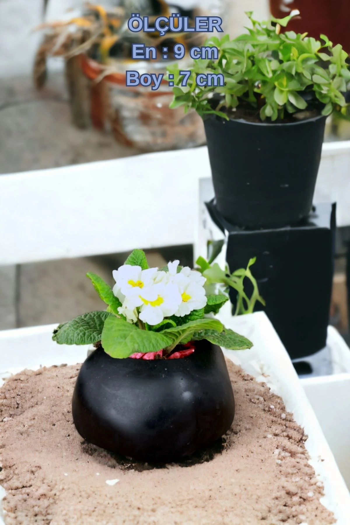 SİYAH thumbnail image