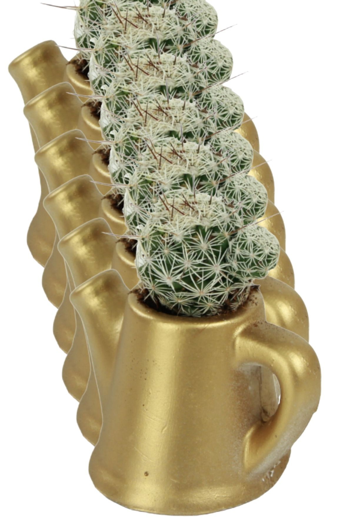 Altın thumbnail image