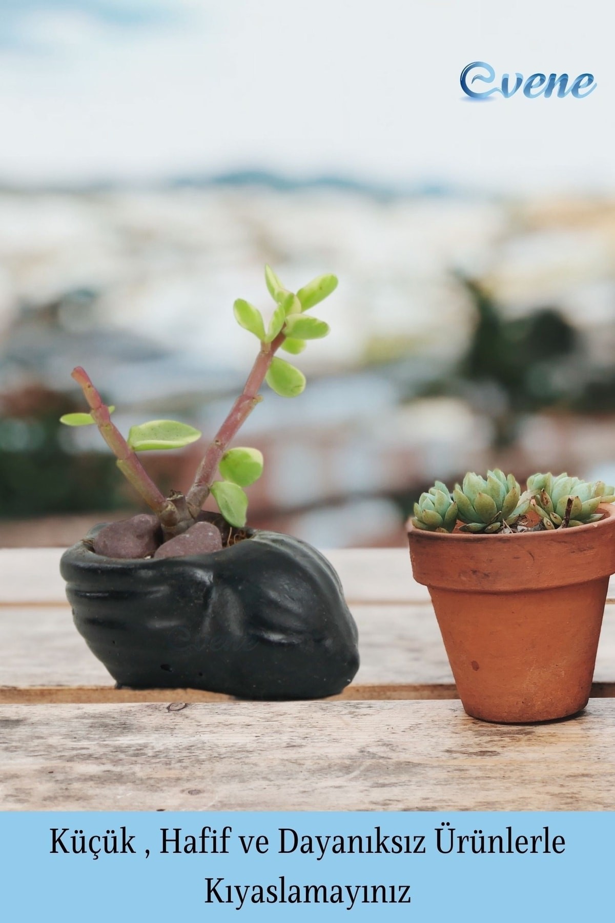 Mini Çiçek Saksı Küçük Sukulent Siyah Kaktüs Saksısı Mini Deniz Salyangozu Model