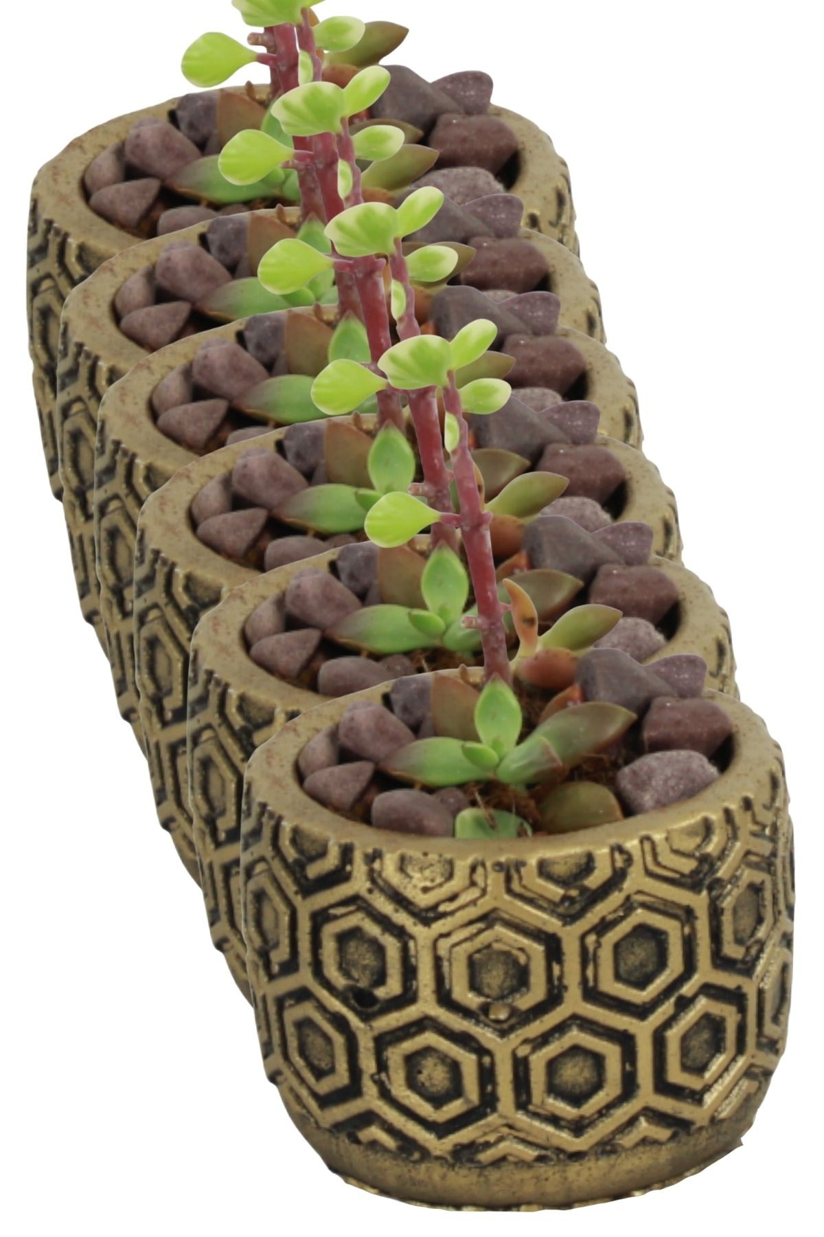 Siyah - Altın thumbnail image