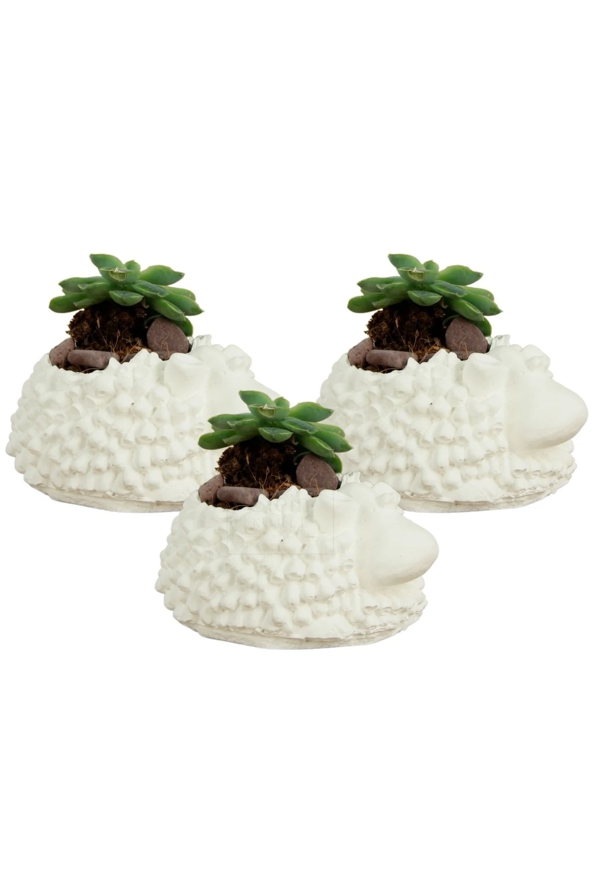 Beyaz thumbnail image